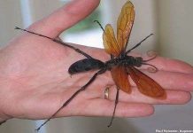 Ong Tarantula Hawk có vết đốt đau như "ngồi trên ghế điện"