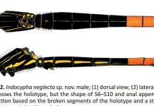 Phát hiện loài "chuồn chuồn quên lãng" ở Việt Nam