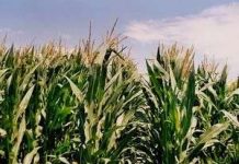 Hiệu ứng nhà kính làm giảm sản lượng lương thực