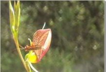 Phong lan lừa ong đực xuất tinh Phong lan lừa ong đực xuất tinh