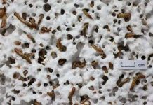 Sâu gạo ăn nhựa – giải pháp giảm thiểu chôn lấp rác? Sâu gạo ăn nhựa - giải pháp giảm thiểu chôn lấp rác?