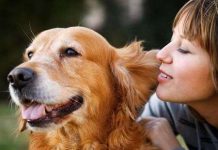 Chó thông minh bằng trẻ 2 tuổi