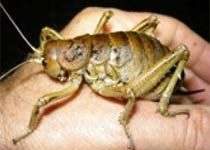 Với dế khổng lồ, con đực càng to càng thiệt