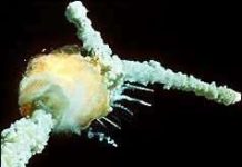 Sinh nhật bạc cho tàu con thoi