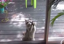 Gấu mèo hoang gõ cửa nhà dân đòi ăn