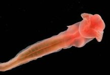 Sinh vật mới từ đáy biển sâu