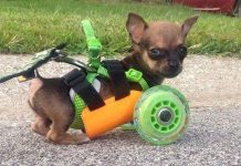 Xe đẩy được in 3D dành cho chú chó bị khuyết tật 2 chân