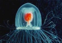 Phát hiện ra loài động vật bất tử trên Trái Đất