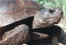 Mai rùa hình thành như thế nào? Mai rùa hình thành như thế nào?