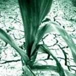 Nông nghiệp thất thu vì trái đất ấm lên Nông nghiệp thất thu vì trái đất ấm lên