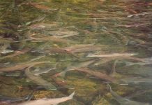 Cá cũng thu nhỏ mình vào mùa đông Cá cũng thu nhỏ mình vào mùa đông