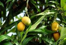 Chăm sóc xoài, bưởi, quýt cho thị trường Tết