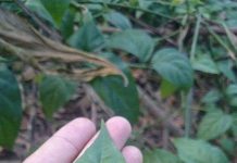 Cận cảnh loài cây “3 lá lấy một mạng người”