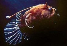 Những sinh vật biển kỳ lạ ở dải san hô ngầm Những sinh vật biển kỳ lạ ở dải san hô ngầm