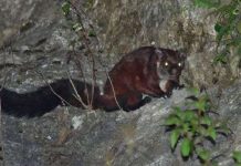 9 loài động vật quý hiếm ở xứ sở các vị thần 9 loài động vật quý hiếm ở xứ sở các vị thần