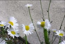 Thực vật bị đột biến gen vì phóng xạ gần Fukushima