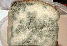 Mốc bánh mỳ giữ bí quyết vô hiệu hóa gen gây bệnh