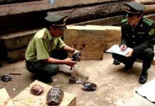 Lập trạm cứu hộ bảo tồn rùa quý hiếm Trung Bộ