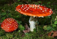 10 loại nấm độc nguy hiểm nhất thế giới