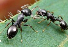 Kiến thuộc địa thay đổi hành vi sau chiến thắng