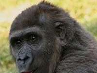 Khỉ đột lây chí rận cho con người