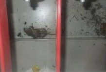 Nhà máy hạt nhân Fukushima mất điện do... chuột