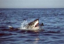 Cá mập trắng đi săn như sát nhân hàng loạt