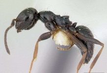 Phát hiện bầy đàn "siêu kiến", tổ trải dài tới 38km