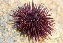 Học cách nhím biển bắt carbon dioxide