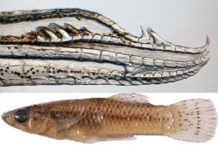 Phát hiện loài cá có khả năng “cưỡng dâm” Phát hiện loài cá có khả năng "cưỡng dâm"