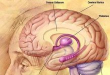 Có thể xóa được ký ức