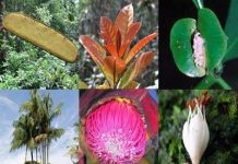 2009 bội thu những khám phá thực vật