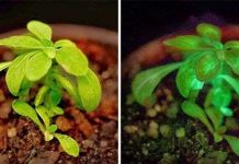 Cây tự phát sáng trong bóng tối Cây tự phát sáng trong bóng tối