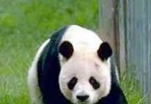 Tuyệt chủng động thực vật: Báo động những thảm họa đối với con người