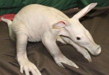 Lợn có móng vuốt sắc nhọn và bơi rất giỏi gây sốc