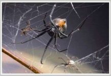 Bị xé xác vì "yêu" chớp nhoáng