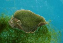 Sên biển: Biết gọi là con hay cây? Sên biển: Biết gọi là con hay cây?