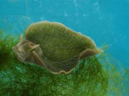 Sên biển: Biết gọi là con hay cây?