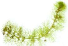 Cây săn mồi 'xơi' cả thực vật khi đói