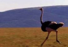 Điều thú vị về động vật