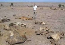 Liên Hiệp Quốc cảnh báo thế giới về hạn hán ở châu Phi