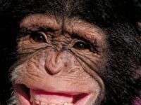 Loài tinh tinh tiến hóa mạnh hơn người