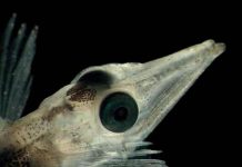 Hai cực trái đất có các loài sinh vật giống nhau