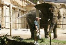 Bi kịch của voi trong vườn thú Bi kịch của voi trong vườn thú