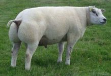 Loài cừu đặc biệt vừa giống cừu vừa giống chó