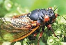 Ve sầu hoành hành trung tây Mỹ