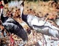 Đàn sếu hơn 100 con về Vườn Quốc gia Tràm Chim