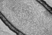 Đánh thức virus từng tồn tại từ 30.000 năm trước