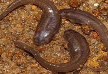 Phát hiện nòng nọc loài ếch "vũ công" ở Ấn Độ