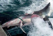 Cá mập xơi cá mập